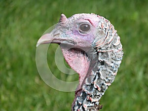 Trusting Wild Turkey photo