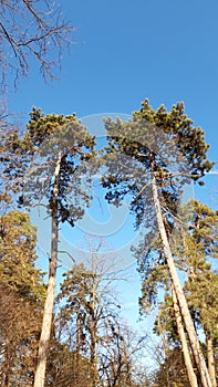 Try to touch  the sky