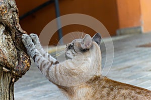 Trying Climbing Cat?
