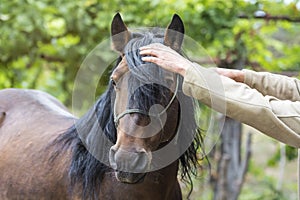 Trying to comb a wayward horse