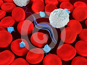 Trypanosoma among blood cells
