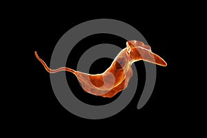 Trypanosoma cruzi parasite