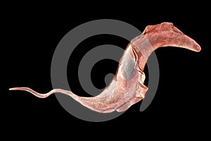 Trypanosoma cruzi parasite