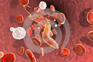 Trypanosoma cruzi, parasite which causes Chagas disease