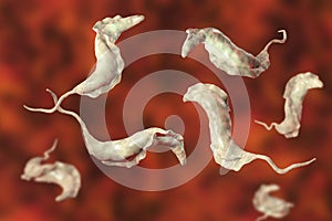 Trypanosoma cruzi parasites