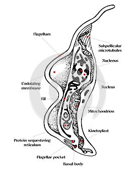 Trypanosoma vector hand drawn diagram photo