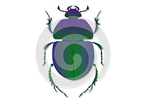 Trypocopris Vernalis Green Beetle Vector Art Isolated on White Background