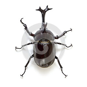 Trypoxylus dichotomus