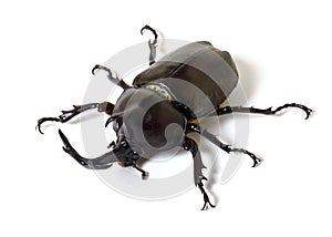 Trypoxylus dichotomus