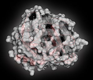 Trypsin digestive enzyme molecule (human). 3D rendering. Enzyme that contributes to the digestion of proteins in the digestive