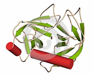 Trypsin digestive enzyme molecule (human). 3D rendering. Enzyme that contributes to the digestion of proteins in the digestive photo
