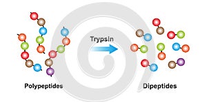Trypsin Enzyme photo