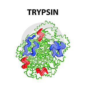 Trypsin molecular chemical formula. Enzyme of the pancreas. Infographics. Vector illustration on isolated background photo