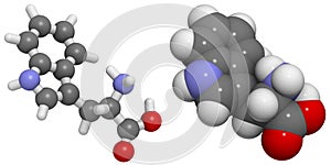 Tryptophan (Trp, W) molecule