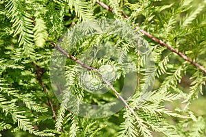 Close Up of the Fruits of Bald Cypress, Taxodium distichum in a Arboretum