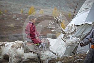 Tsaatan boy riding a reindeer in northern Mongolia