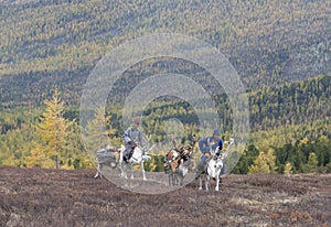 Tsaatan family bringing firewood from a forest on reindeer in no