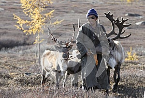 Tsaatan man, dressed in a traditional deel, with his reindeers