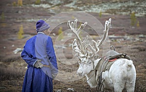 Tsaatan man with his reindeer in nature of Mongolia