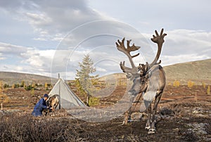 Rein deer in northern Mongolia photo