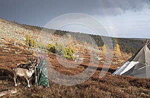 Tsaatan woman with her reindeer in a landscape of norther Mongolia