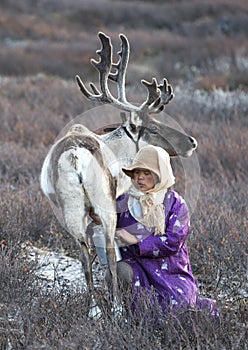 Tsaatan woman milking a reindeer photo