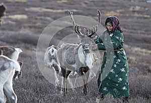 Tsaatan woman with reindeer in Northern Mongolian landscape photo
