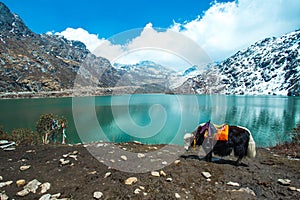 Tsangmo Lake in Sikkim, India photo