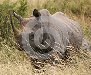 Tsavo rhino 2,04 photo