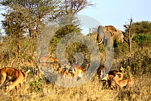 African countryside with elephant and impals