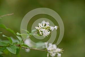 Tschonoskii privet Ligustrum tschonoskii, white flowers