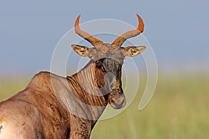 Tsessebe antelope