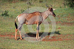 Tsessebe antelope