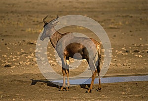 Tsessebe Antelope