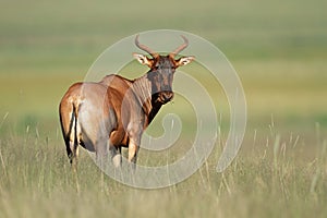 Tsessebe antelope