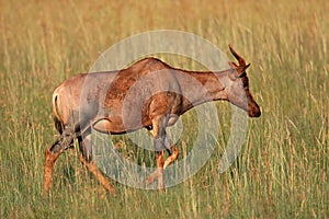 Tsessebe antelope