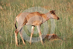 Tsessebe antelope calf