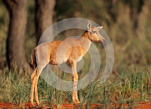 Tsessebe antelope calf