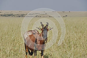 Tsessebe antelope, Damaliscus jimela, standing in grasslands