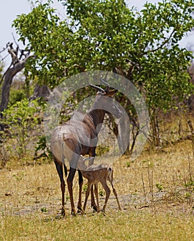 Tsessebe antelope with her new born baby fawn