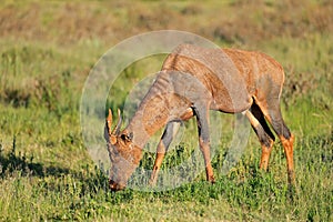 A rare tsessebe antelope in natural habitat, Mokala National Park, South Africat