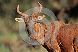 Tsessebe antelope portrait