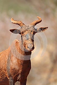 Tsessebe antelope portrait - South Africa