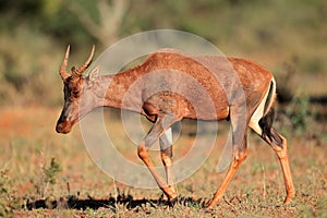 Tsessebe antelope