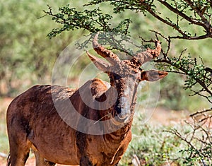 Tsessebe Antelope