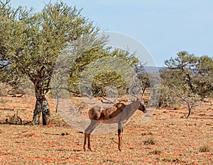 Tsessebe Antelope