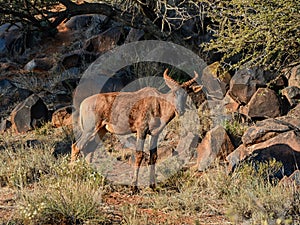Tsessebe Antelope