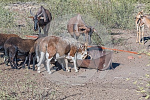Tsessebe antilopes and Damara sheep grazing at a trough photo