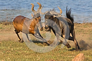 Tsessebe chasing Wildebeast