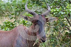 Tsessebe Damaliscus lunatus lunatus antelope closeup eating grass